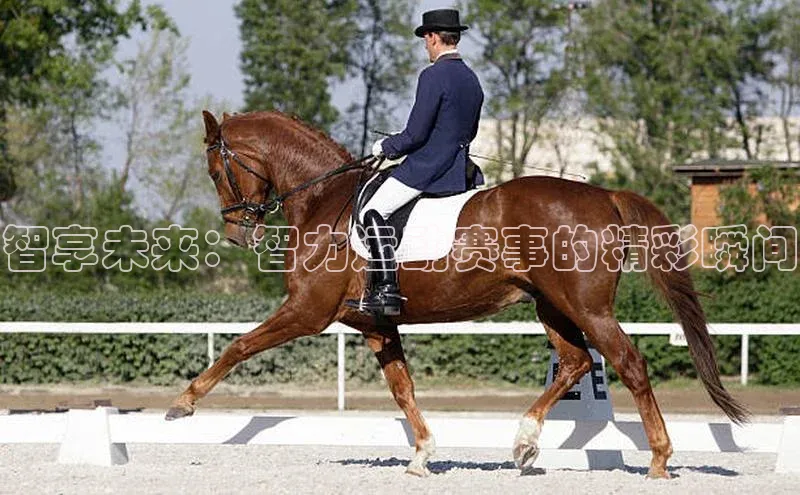 智享未来：智力运动赛事的精彩瞬间